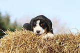 GRAND BOUVIER SUISSE 011